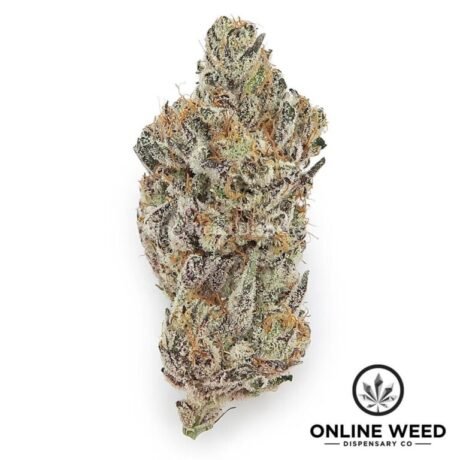 French Lotus (Exotic Reserve Strain)