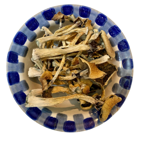 Aztec God Magic Mushrooms