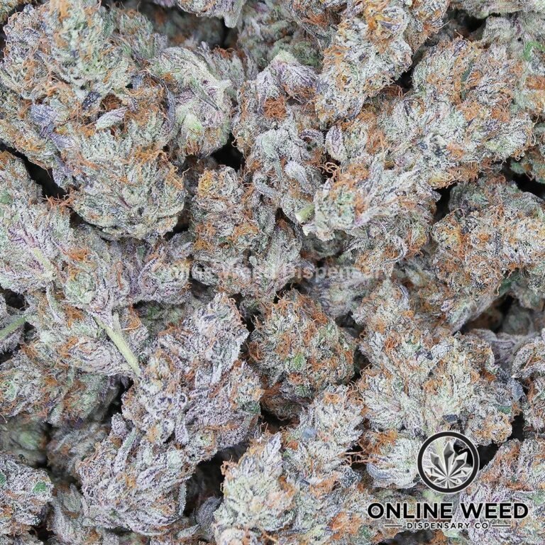 French Lotus (Exotic Reserve Strain) - Image 2