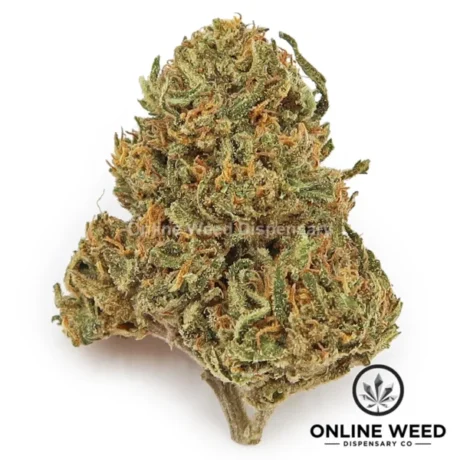 Cherry Gelato (Value Plus+ Bud)