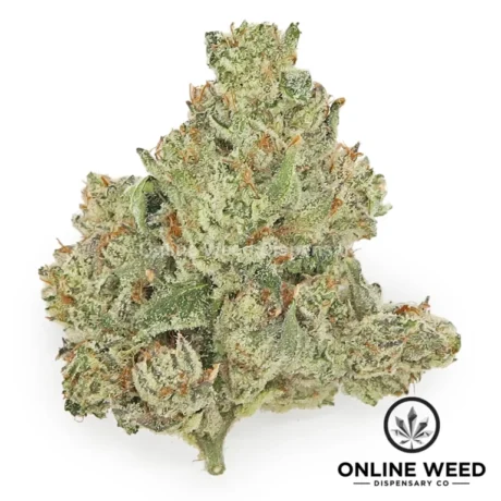 Pineapple Hindu Z (Exotic Reserve Strain)