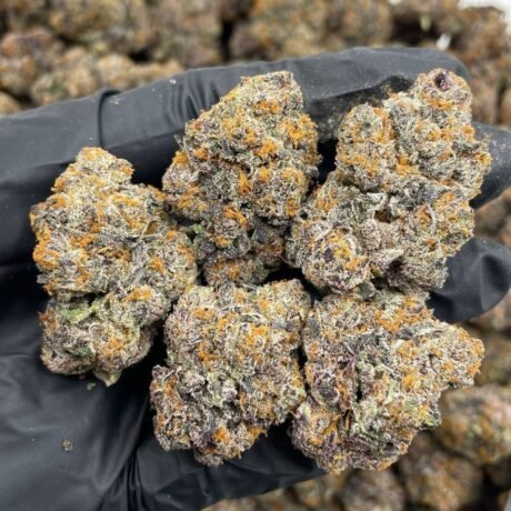 Animal Plushers indoors 🦒 🍭