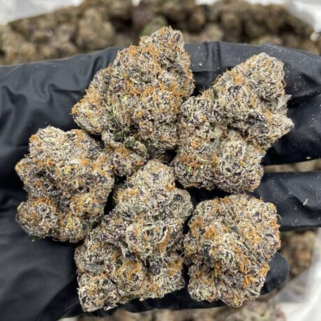 Black Cherry Curelato indoors 🍒 🍬